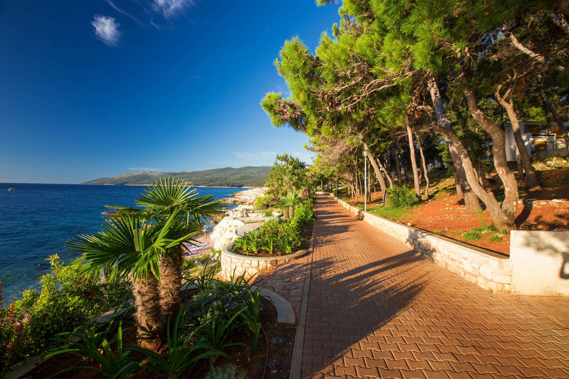 Amazing rocky beach with cristalic clean sea water with pine trees n the coast of Adriatic Sea, Istrien, Kroatien