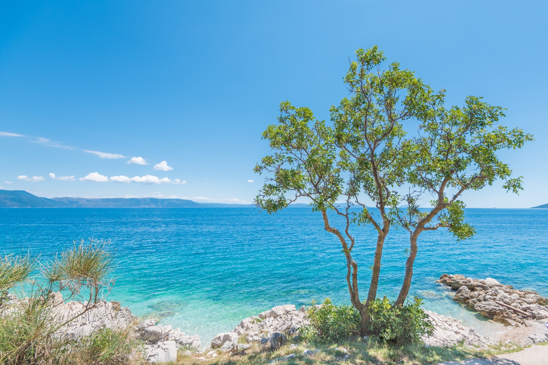 FKK-Traumstrand bei Rabac – Istrien, Kroatien FKK-Strand bei Rabac mit felsigem Ufer, türkisblauem Wasser und einem markanten Baum – typisch für die Naturlandschaft in Istrien.