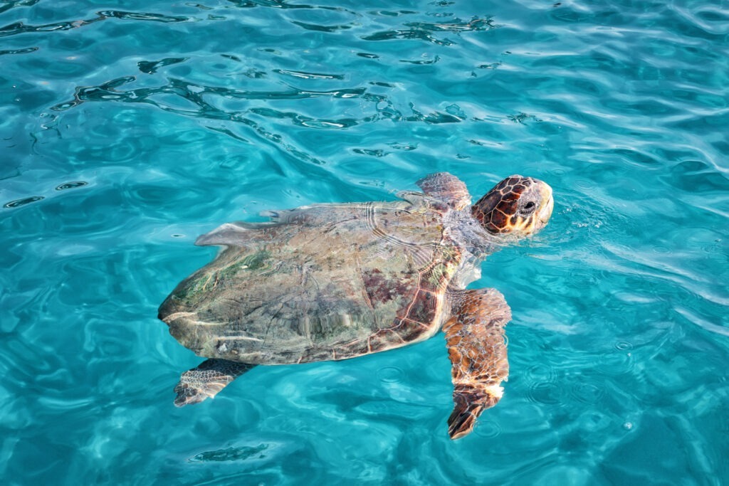 Schildkröte schwimmt im klaren, türkisfarbenen Meer vor Zakynthos