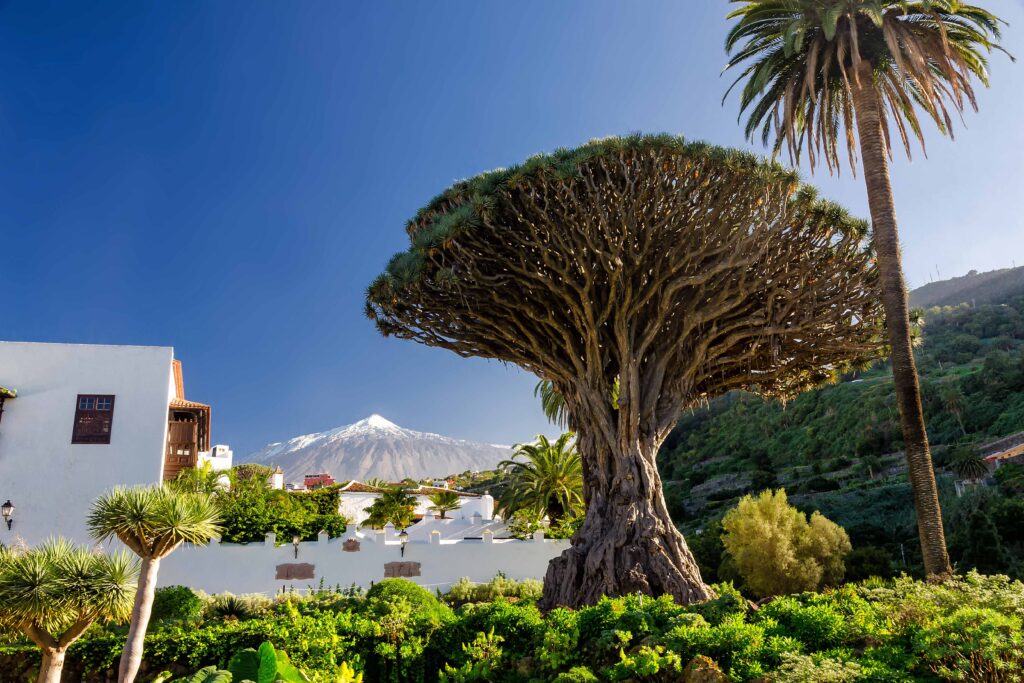 FKK Urlaub Spanien Dünenlandschaft mit Palmen und Meer auf den Kanaren
